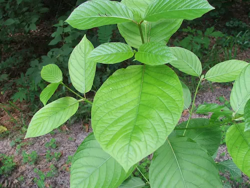 mitragyna speciosa