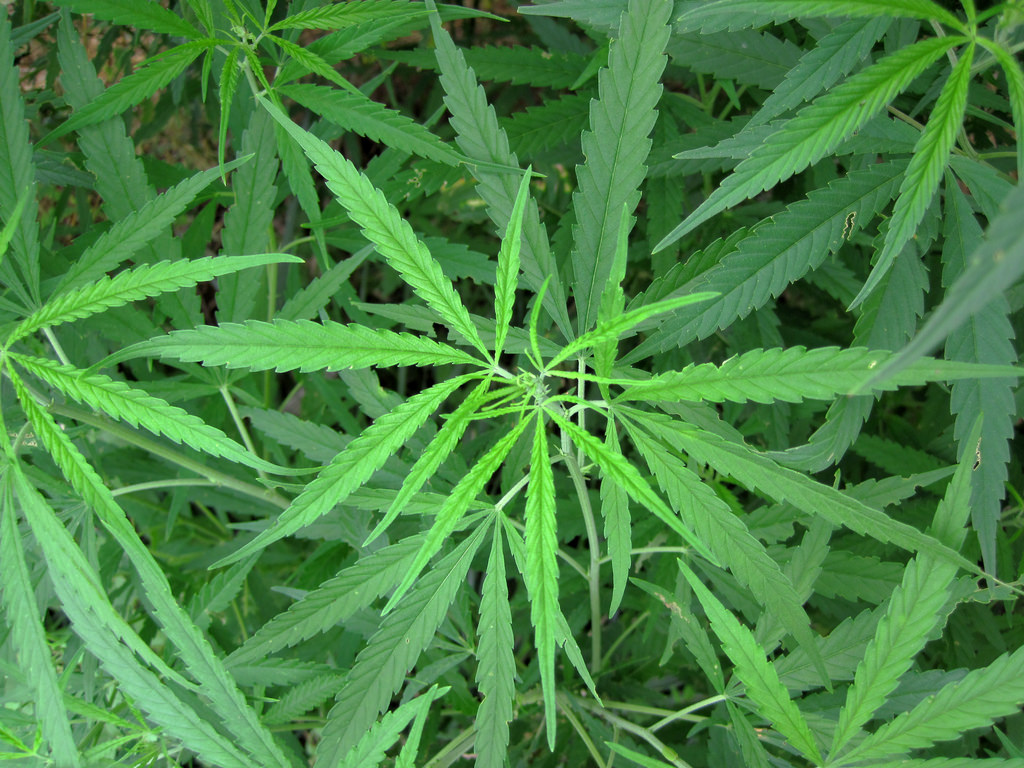 marijuana plants from above